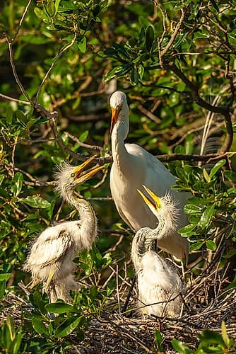 USA-Florida-Anastasia Island Great egret feeding chicks on nest Art Print